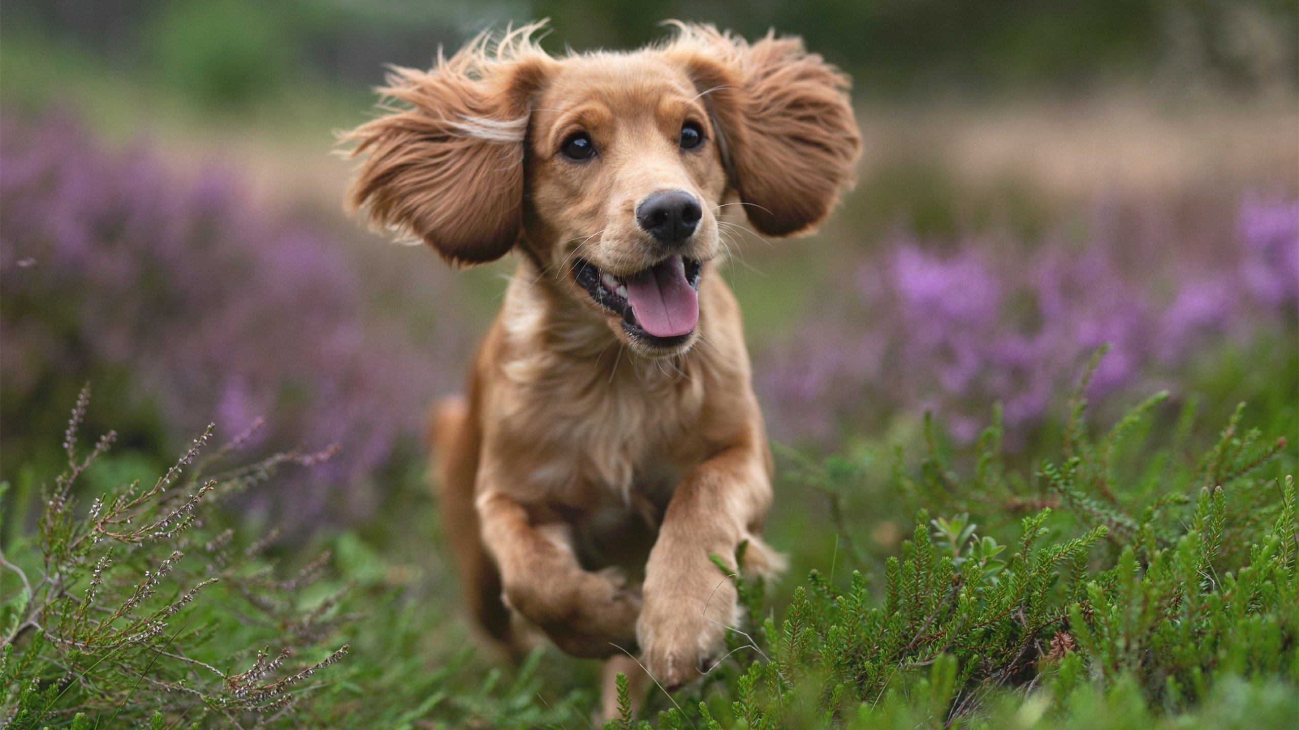 大西洋劲风与仙人掌军团的终局之舞，奥利维耶如何刺穿壁垒