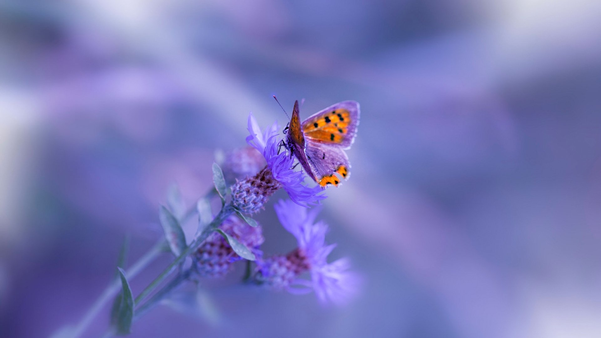 那一夜，冰与火之间，卡瓦哈尔的节奏交响曲