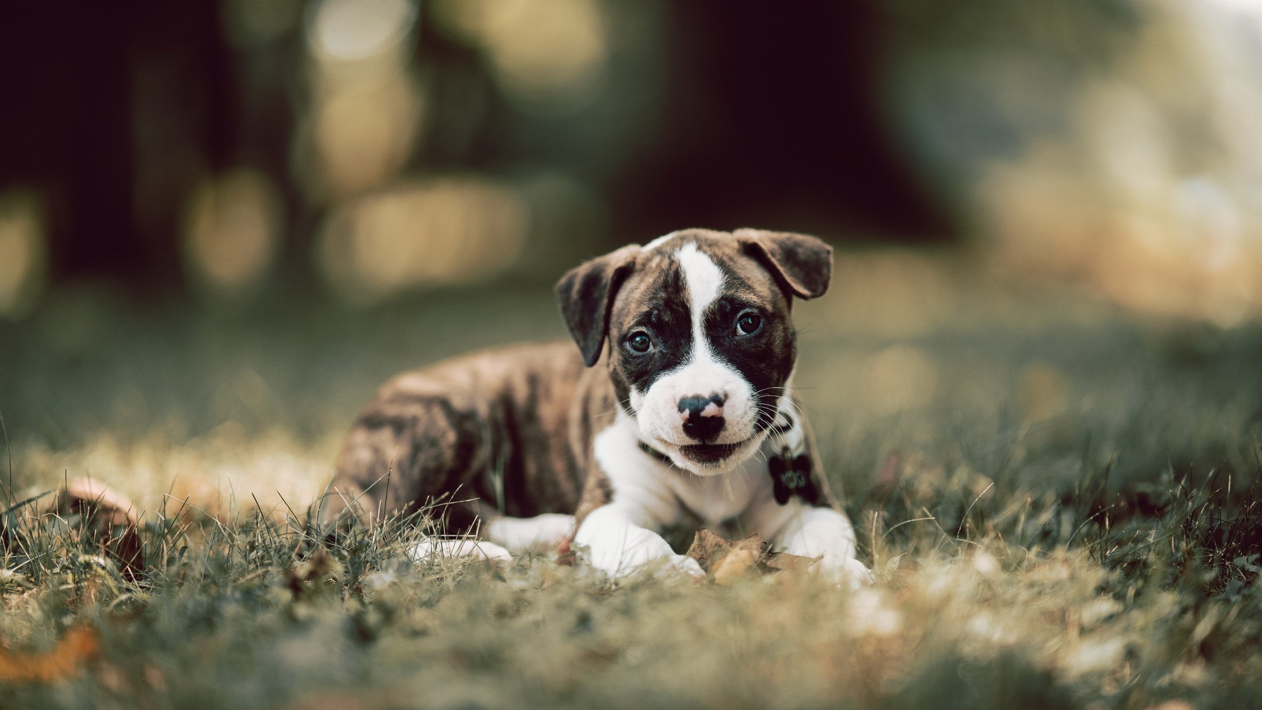 平行宇宙的跨界封杀，NBA步行者如何封锁了广厦队