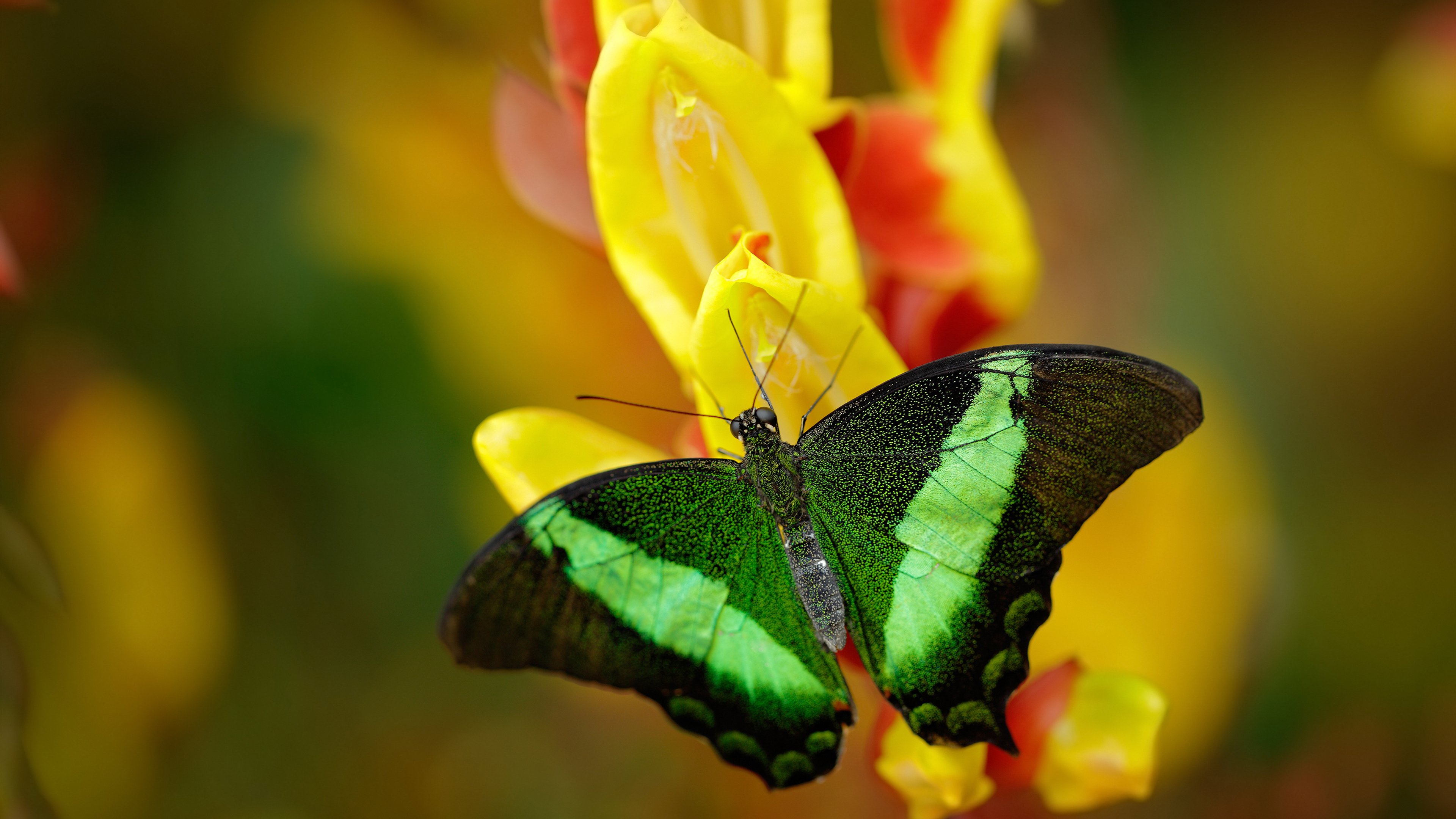 唯一解，马刺关键战突围北京队，伦纳德里程碑背后的篮球哲思